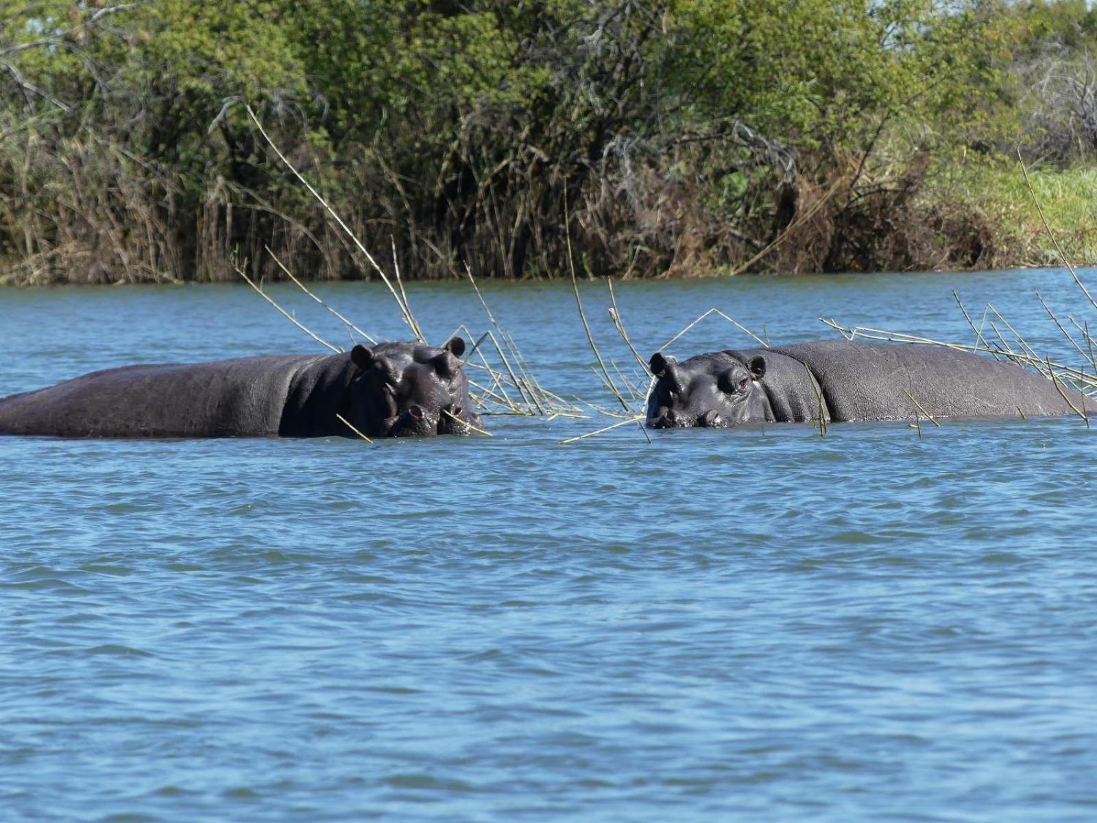 Mobola Lodge Mamono Eksteriør bilde